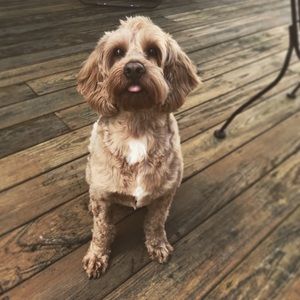 Meet your Posher, Sonya